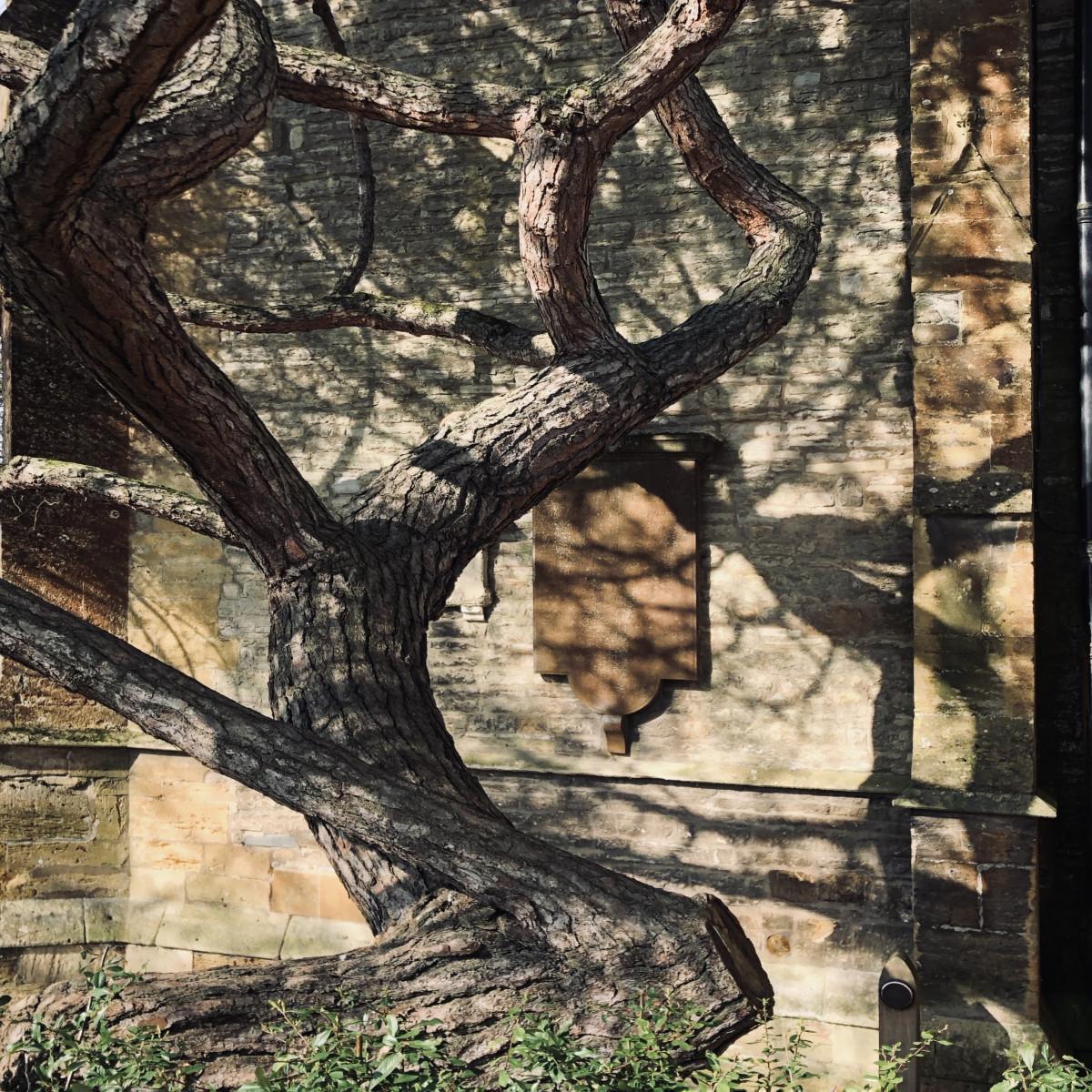 celtic tree